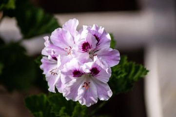BEAUTY WHITE AND PURPLE FLOWER