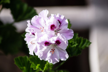 BEAUTY WHITE AND PURPLE FLOWER