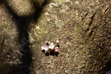 古木の幹に咲いた桜