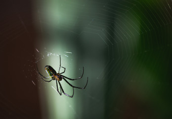 AN AMAZING SPIDER IN ITS SPIDERWEB
