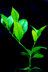 planta de limonero verde pequeño 