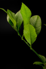 planta de limonero verde pequeño 