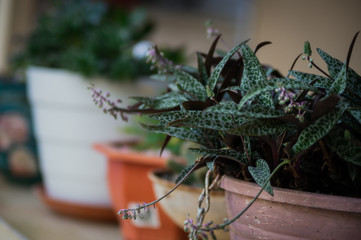 A BEAUTIFUL GREEN AND SMALL PLANT IN A FLOWER POT