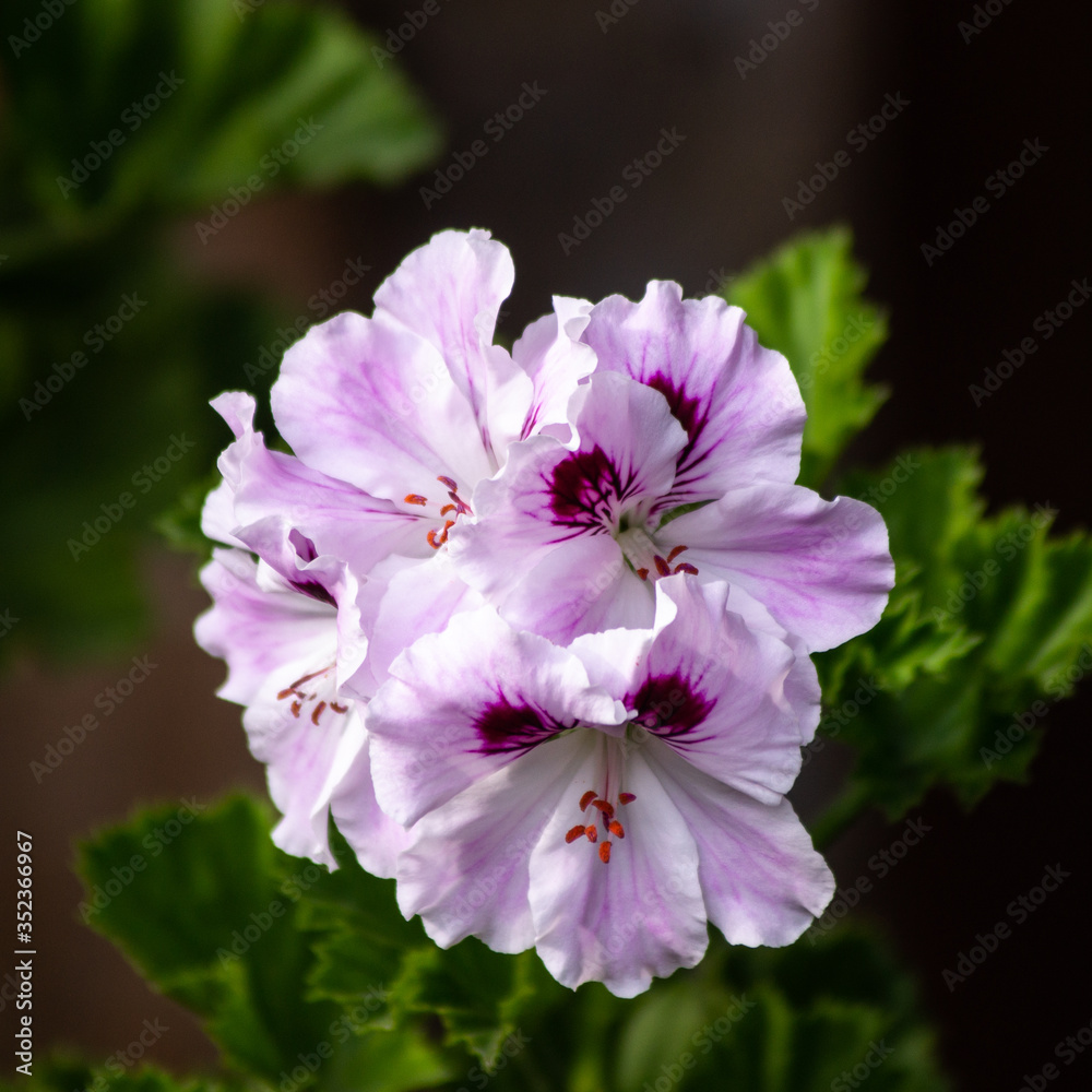 Wall mural beauty white and purple flower