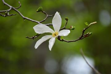 森のコブシの花