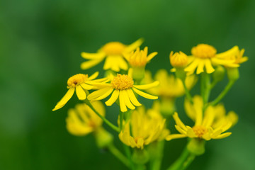 Butterweed Flowers in Bloom in Springtime