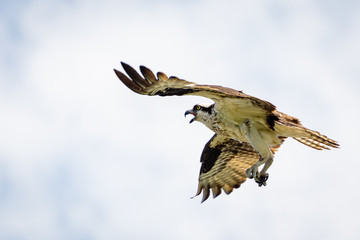 Majestic Osprey in action