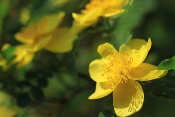 yellow wild rose flowers