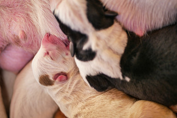 Newborn one-day old puppies sleeping with eyes closed next to each other, drinking mom's milk