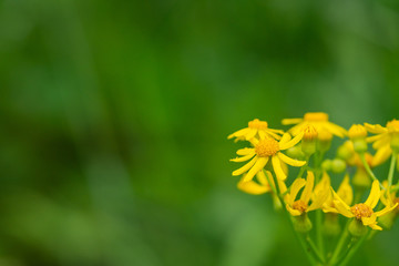 Butterweed Flowers in Bloom in Springtime