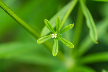 Catchweed Bedstraw Flower in Springtime