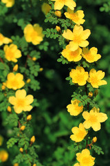 yellow wild rose flowers on a green background