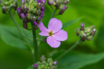 Dame's Rocket Flowers in Springtime