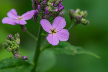 Dame's Rocket Flowers in Springtime