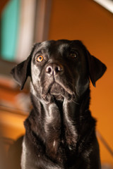 Fototapeta premium black labrador puppy