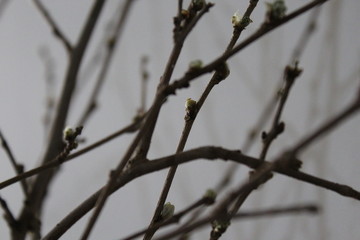 willow branches with dew drops, shadow of grain stem stalk halm shade, close up of haulm sprout and bud, photo of seedling, offshoot, gemma, chrysalis