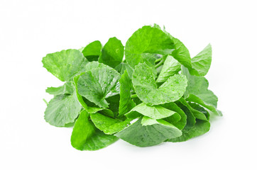 Fresh Centella asiatica, Asiatic Pennywort leaves.