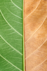Macro photo of natural comparing green and dry leaf texture.