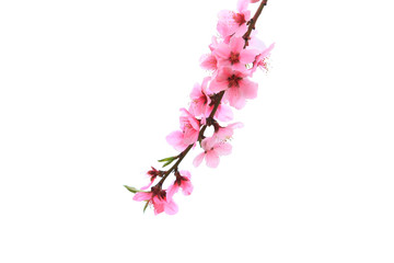 Obraz premium Peach trees blossom in spring