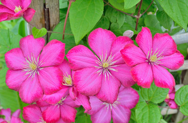 Flowers clematis 3