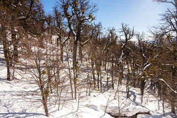 trees in the snow