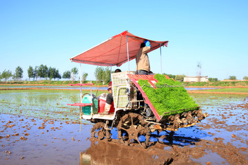 Obraz premium Farmers planting rice in field by using rice planting machine.