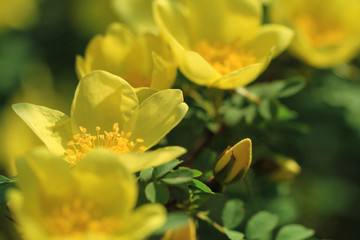 yellow wild rose flowers