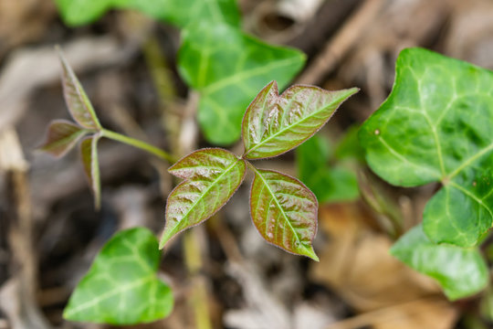 Poison Ivy Leaves In Springtime