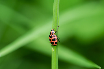 Spotted Pink Lady Beetle on Leaf