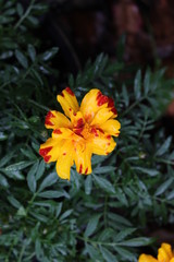 Market pro photos marigolds