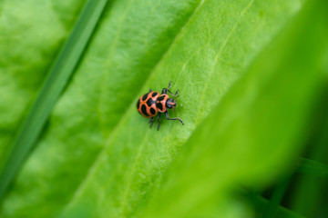 Spotted Pink Lady Beetle on Leaf