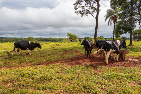 Vacas no pasto próximo ao cocho de ração.