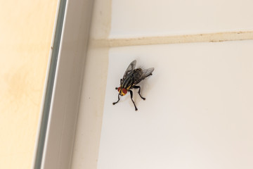 fly