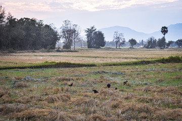 In the field, many chickens are eating something in the evening. This picture is of a cloudy...