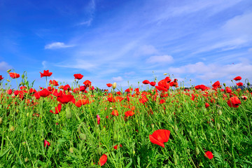 field of red poppies