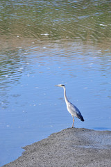 heron on the beach