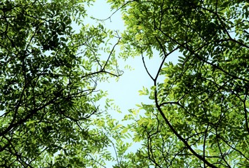 緑のコントラスト