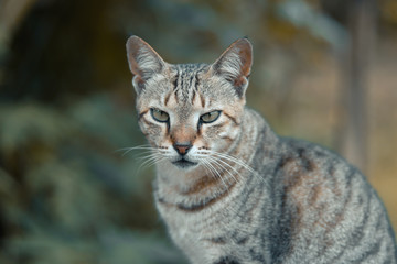 close up portrait of a cat