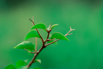 green leaves on a tree