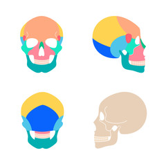 Human skull anatomy