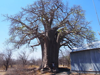A giant baobab tree and woman, Planet Baobab, Botswana