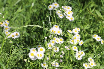 ハルジオンの小さな白い花