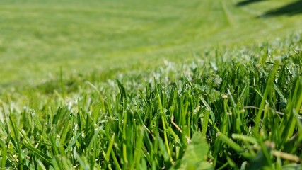 Freshly cut lawn grass in a park field