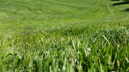 Freshly cut lawn grass in a park field