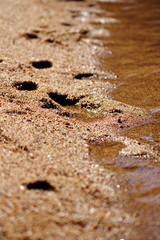 Fototapeta na wymiar Footprints in the sand along a Canadian lake.