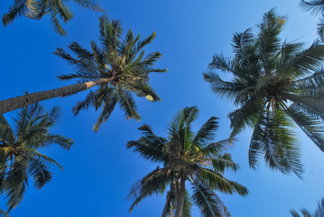 Naklejka na ściany i meble Low Angle View Of Palm Trees Against Blue Sky