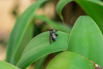 fly
