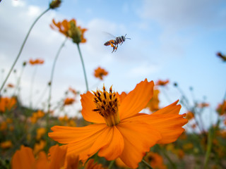 a bee flies over some daisy flower