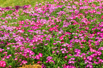 Petunia deep blue-violet are blooming and prolific flowering consistently all summer, Nature photos. Selective focus.