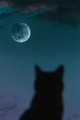 el gato y la luna (the cat and the moon)
